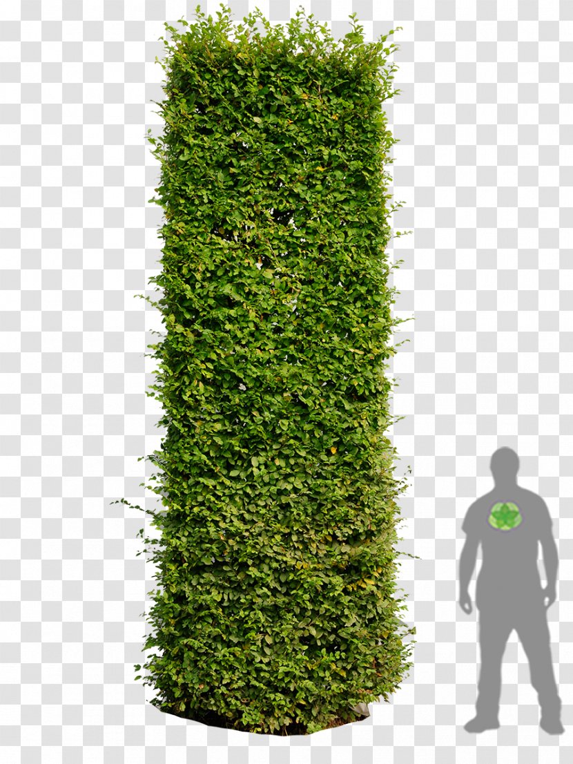 Hedge Image Editing European Hornbeam Tree Transparent PNG