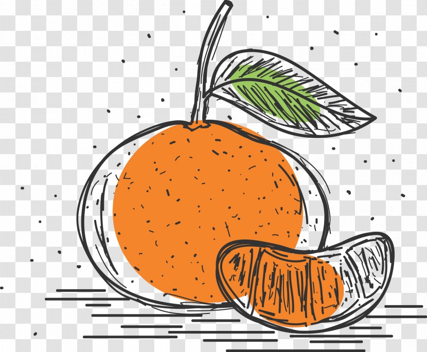 Mandarin Orange Pomelo Grapefruit Clementine - Hand Drawn Simple Transparent PNG