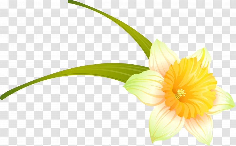 Transvaal Daisy Cut Flowers Plant Stem Petal - Narcissus Transparent PNG