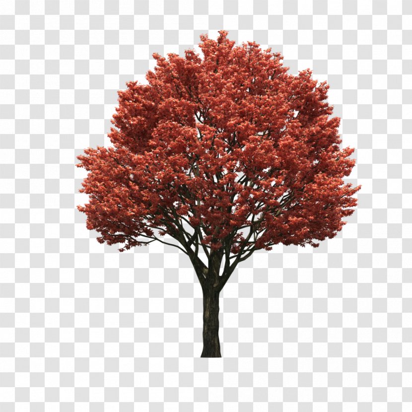 Red Maple Japanese Sugar Clip Art Tree - Flower Transparent PNG
