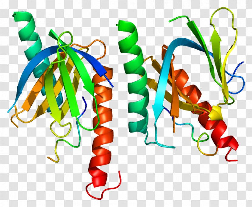 Amyloid Precursor Protein DLG1 DLG2 Beta CASK - Cartoon - Homo Sapiens Transparent PNG