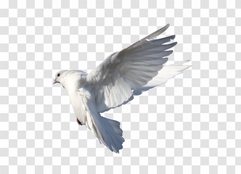 Rock Dove Columbidae Bird Flight - Beak - Pigeon Transparent PNG