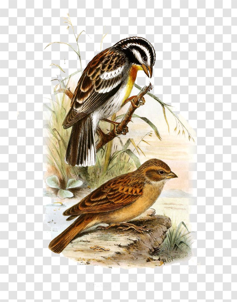 The Birds Of America Watercolor Painting Illustration - Beak - Hand-painted Paint Aquatic Bird Transparent PNG
