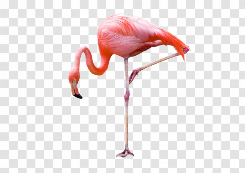 Flamingo Photography - Water Bird - Flamingos Transparent PNG
