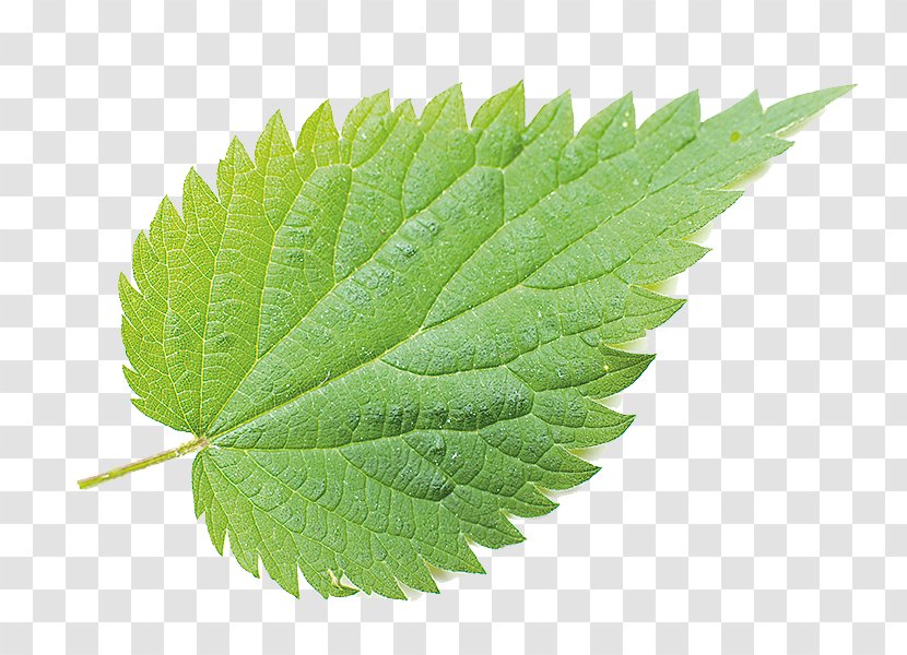 Common Nettle Stock Photography Royalty-free Depositphotos - PARMESAN Transparent PNG