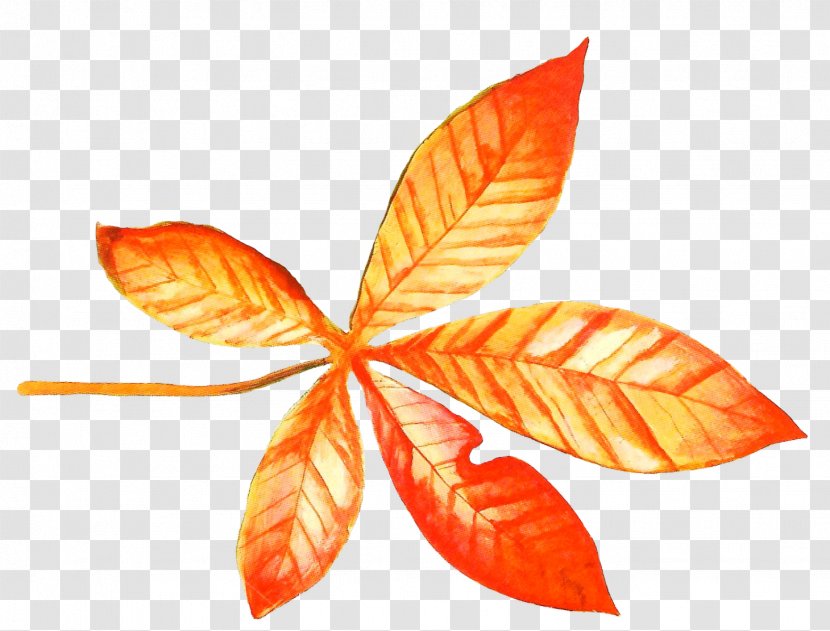 Maple Leaf Autumn Transparent PNG