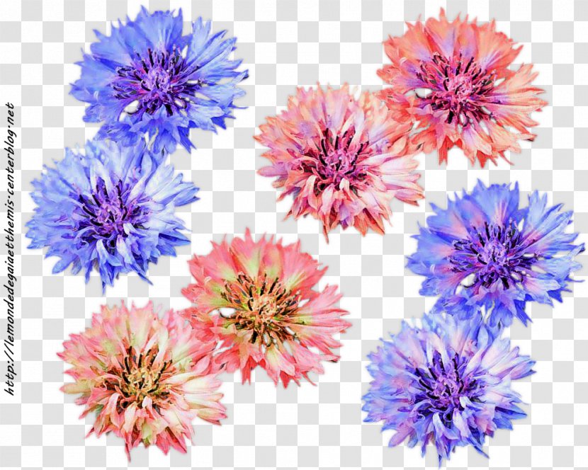 Aster Dahlia Chrysanthemum Cut Flowers Petal Transparent PNG