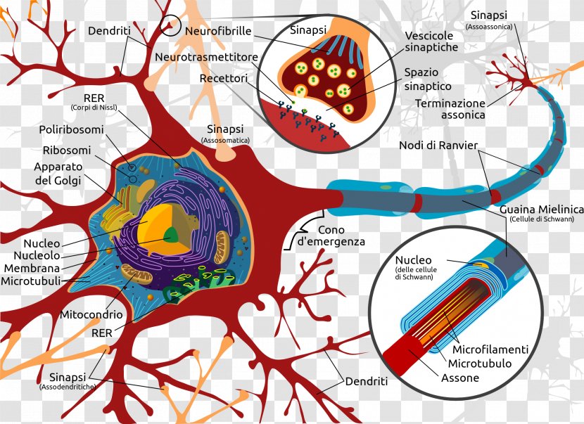 Neuron Neuroglia Nervous System Brain Dendrite - Watercolor Transparent PNG