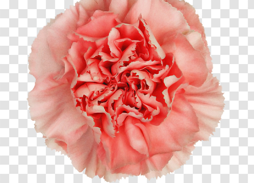 Pink Carnation Flower Petal Plant Transparent PNG