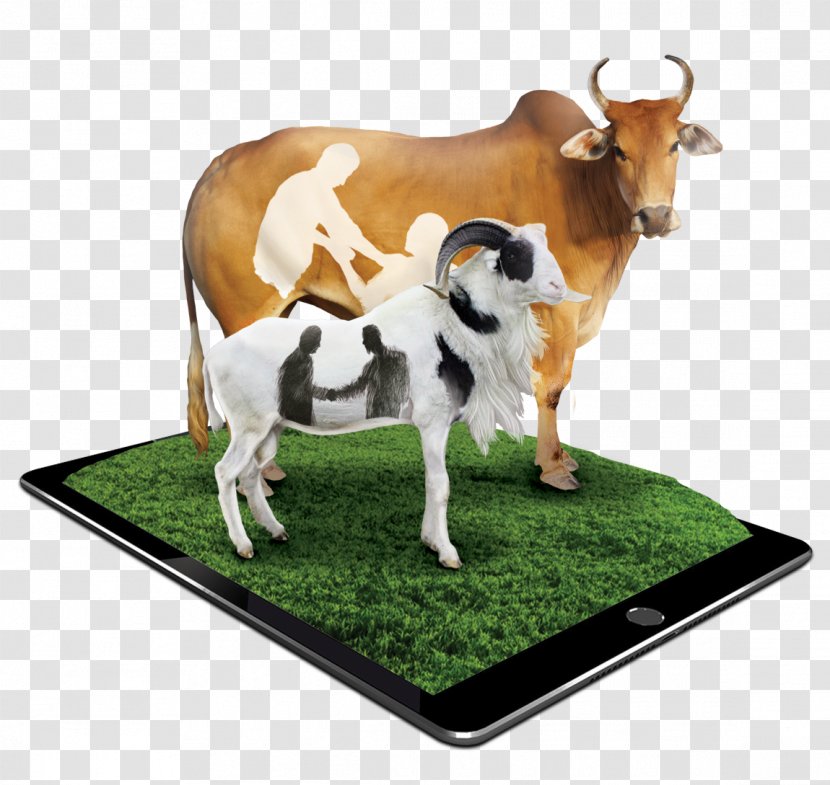 Goat Qurbani Dairy Cattle Baka Islam Transparent PNG