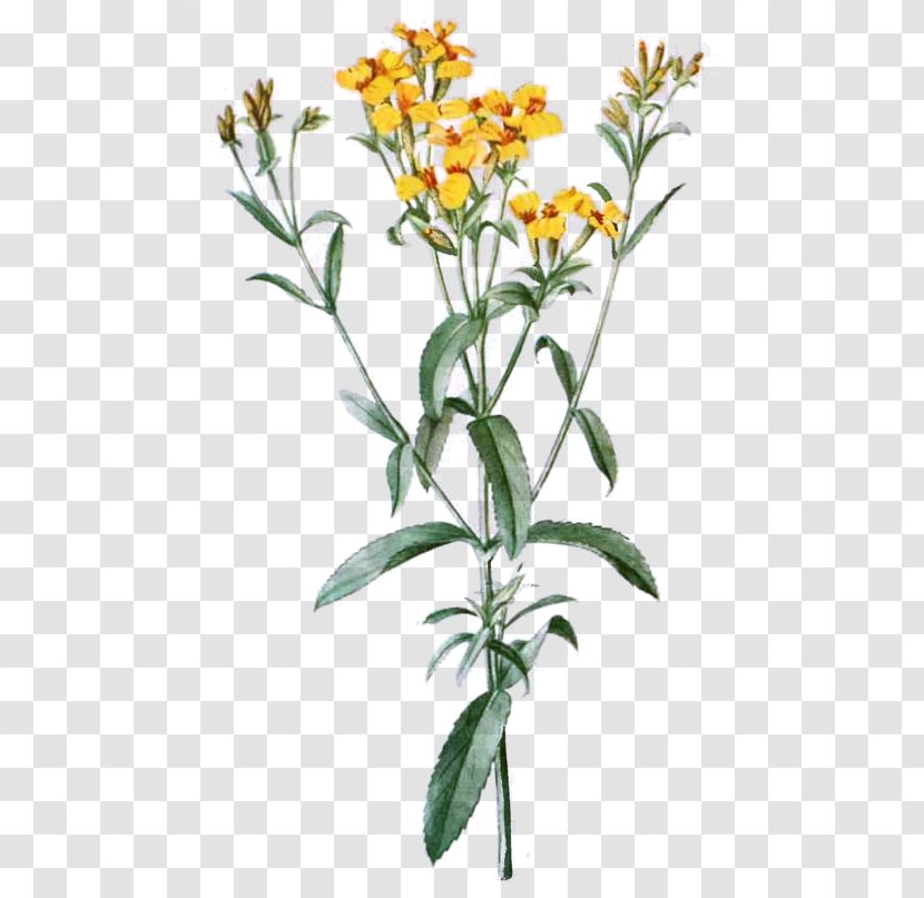 Tagetes Lucida Cut Flowers Drawing Clip Art - Picture Frames - Flower Transparent PNG