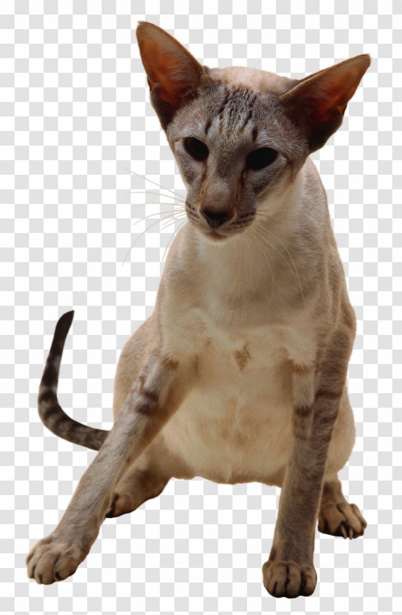 Javanese Cat Oriental Shorthair German Rex Peterbald Devon - Small To Medium Sized Cats Transparent PNG