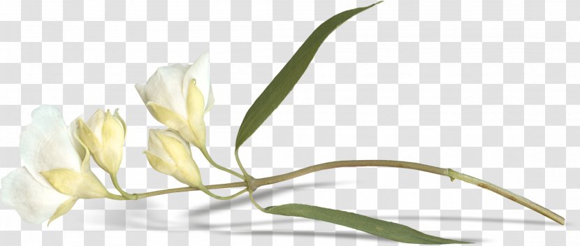 Easter Lily Bud Flower Leaf - Lilium - A Transparent PNG
