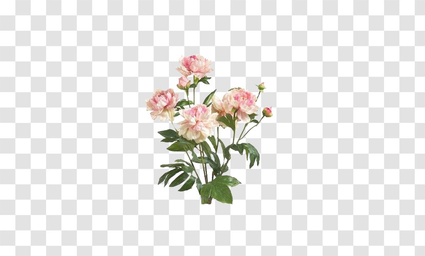 Floral Design Naver Blog - Cut Flowers - Liveinternet Transparent PNG