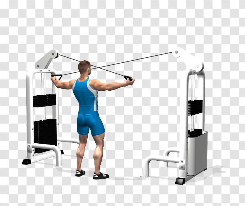 Shoulder Rear Delt Raise Physical Fitness Exercise Deltoid Muscle - Weights - Fly Transparent PNG