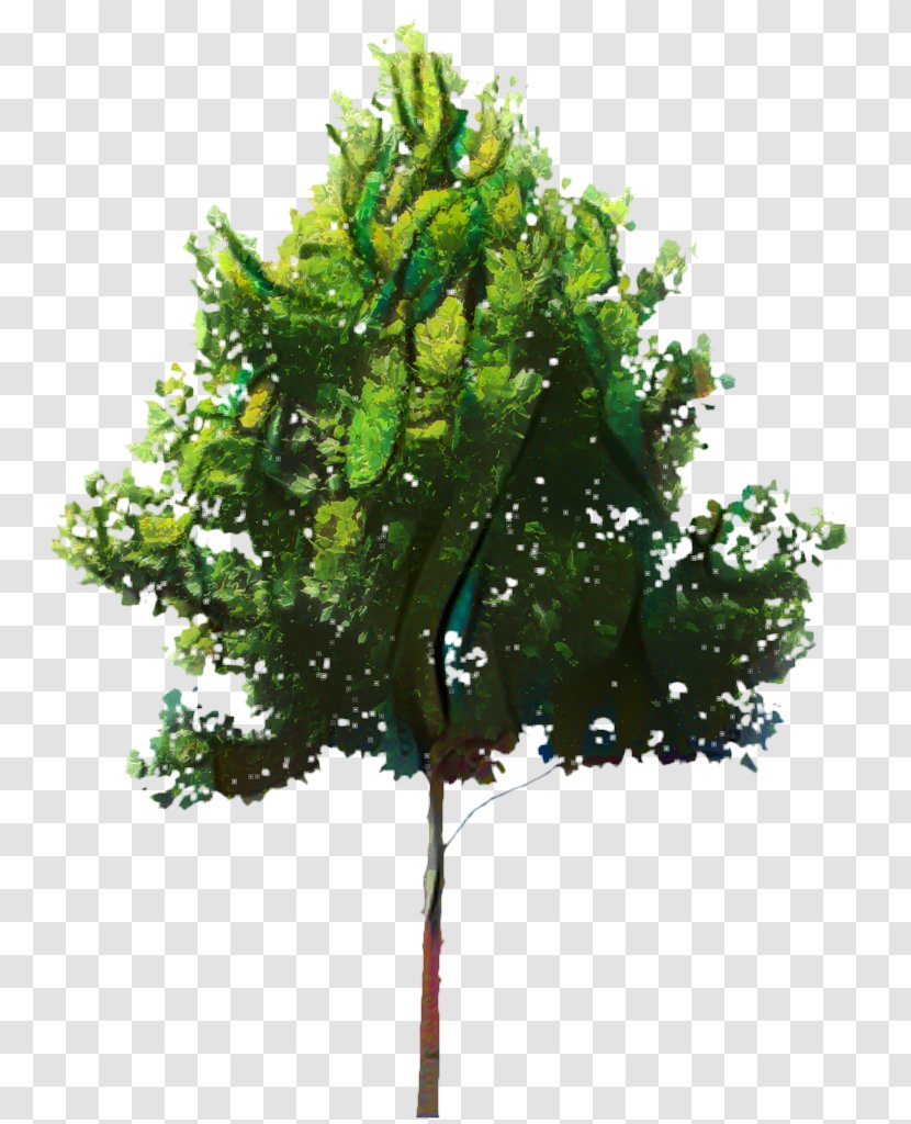 Oak Tree Leaf - Trunk Twig Transparent PNG