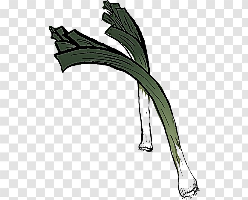 Calçot Leek Vegetable Plant Welsh Onion - Allium - Amaryllis Family Herb Transparent PNG