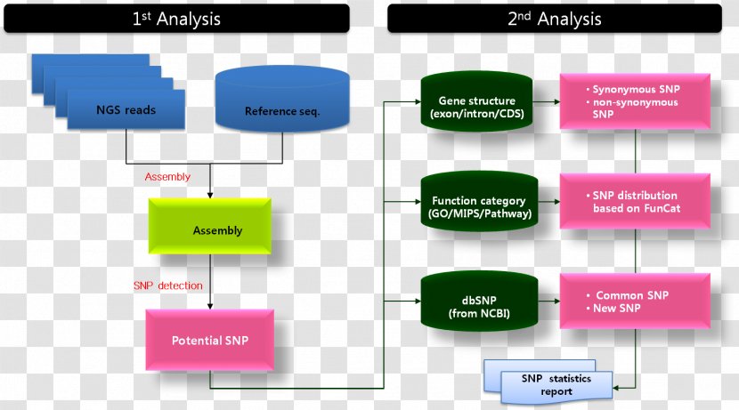 Indel Single-nucleotide Polymorphism Massive Parallel Sequencing Structural Variation Deletion - Workflow - Insertion Transparent PNG