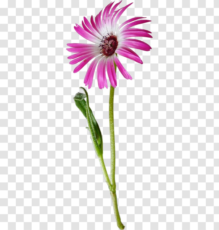 Common Daisy Flower Oxeye Clip Art - Flowering Plant Transparent PNG