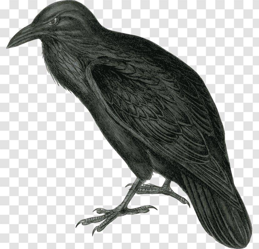 Clip Art Common Raven Openclipart Free Content Image - Cartoon - Drawings Transparent PNG