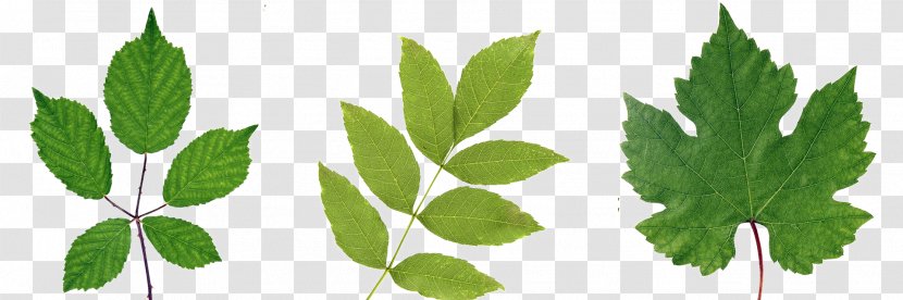 Leaf Broad-leaved Tree Branch Forest - Grass Transparent PNG
