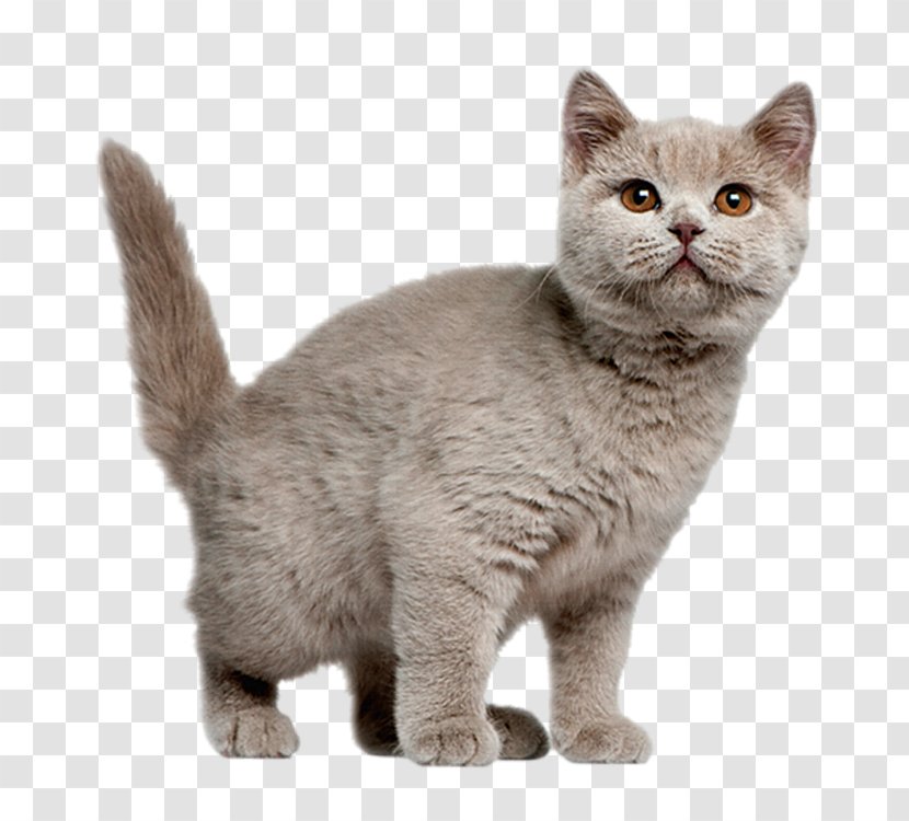 British Shorthair American Exotic Chartreux Persian Cat - Australian Mist - Cute Transparent PNG