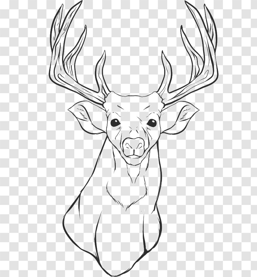 White-tailed Deer Reindeer Coloring Book Elk Transparent PNG