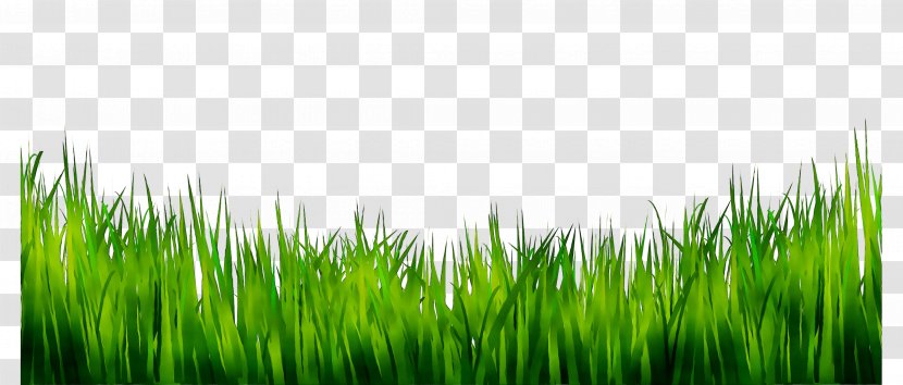 Royalty-free Vector Graphics Clip Art Stock Photography Image - Green - Nature Transparent PNG