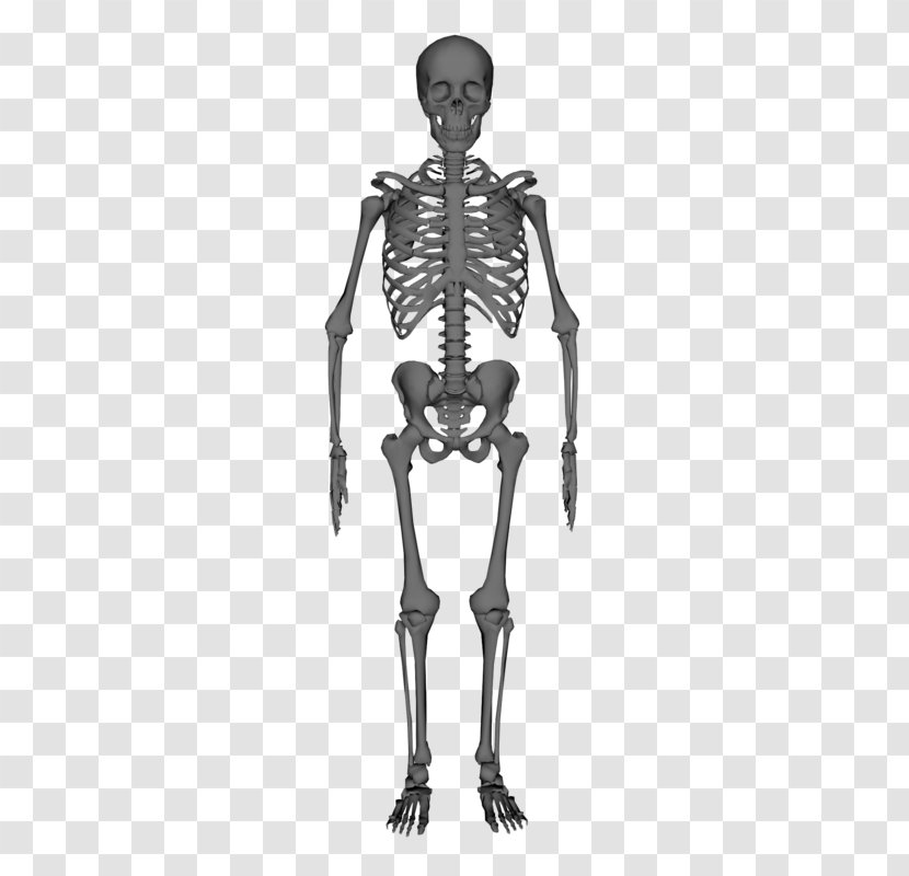 Human Skeleton Anatomy Stock Photography - Flower Transparent PNG