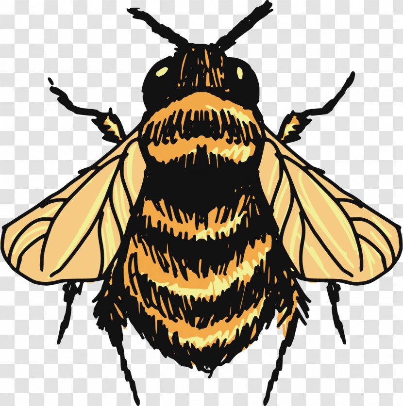 Bumblebee Drawing Sketch - Silhouette - Fly Vector Transparent PNG