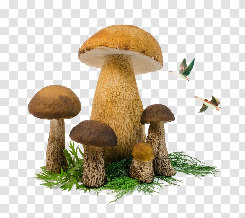 Edible Mushroom Penny Bun Fungus - Grasses - Mushrooms And Birds Transparent PNG