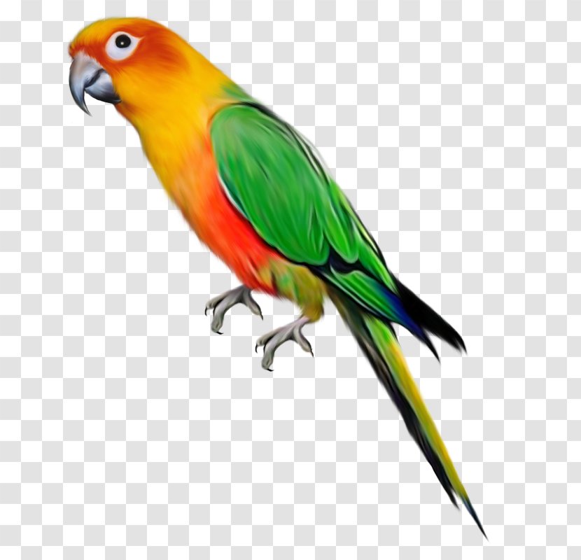 Parrots Of New Guinea Lovebird Clip Art - Wing - Cute Parrot Transparent PNG