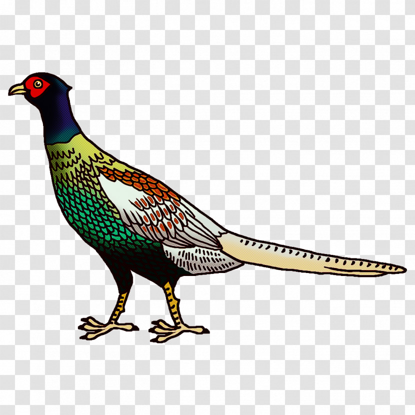 Cartoon Bird Transparent PNG
