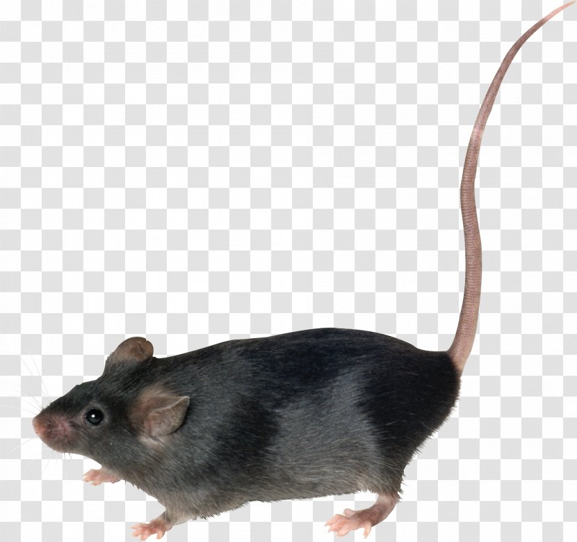 Mouse Brown Rat Rodent - Muridae - Mouse, Image Transparent PNG
