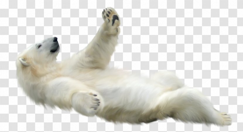 Polar Bear Animal Clip Art - Snout Transparent PNG