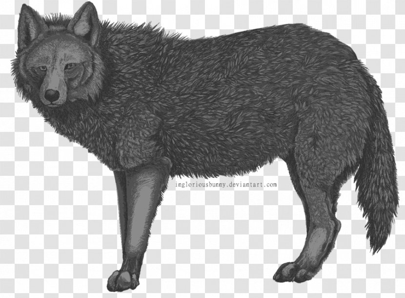 Red Fox Raccoon Gray Dog Viverrids - Wolf - Rabbit Transparent PNG