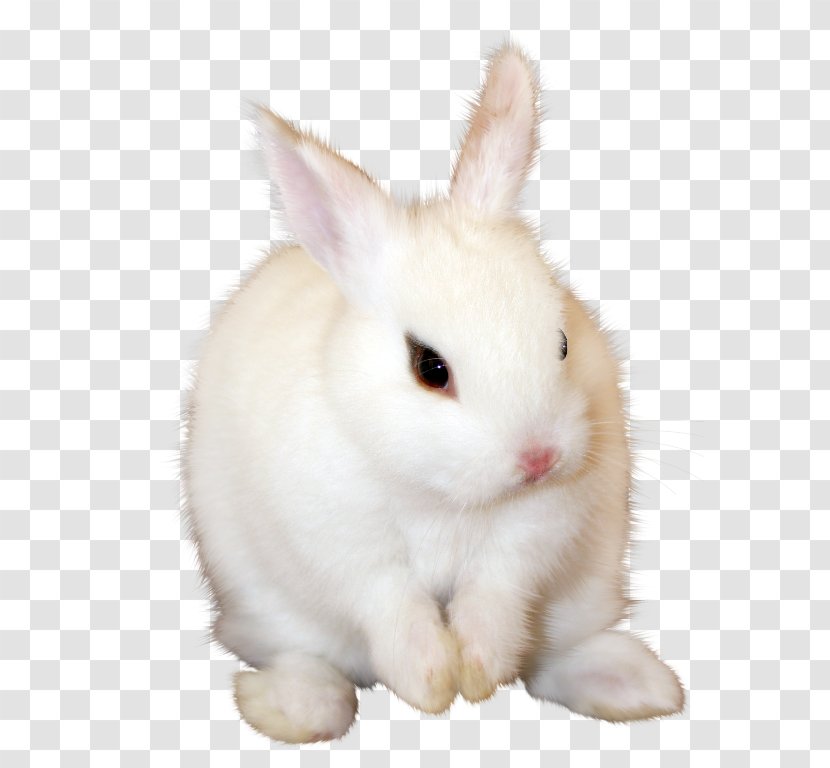 Angora Rabbit Domestic Hare Easter Bunny Transparent PNG