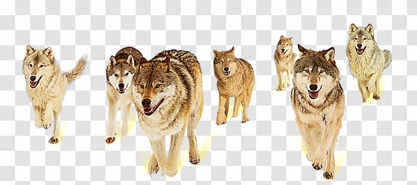 Gray Wolf Fox Information Teamwork Collaboration Transparent PNG