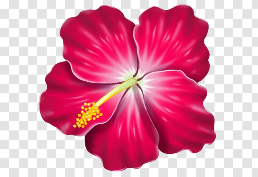 Hawaiian Hibiscus Clip Art - Plant Transparent PNG