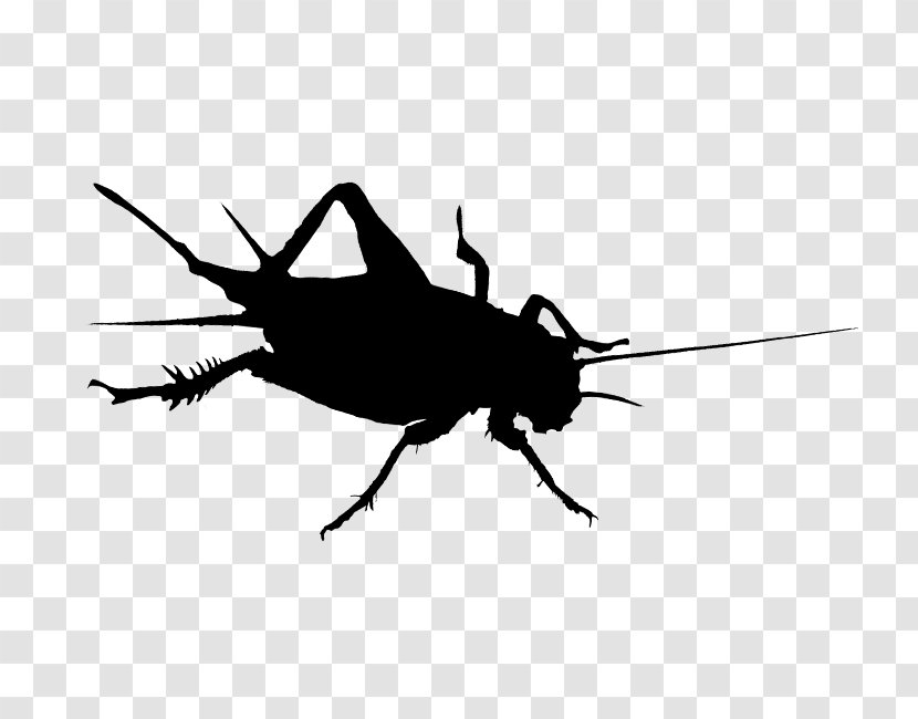 Cockroach Cricket Insect Helicopter Rotor Transparent PNG