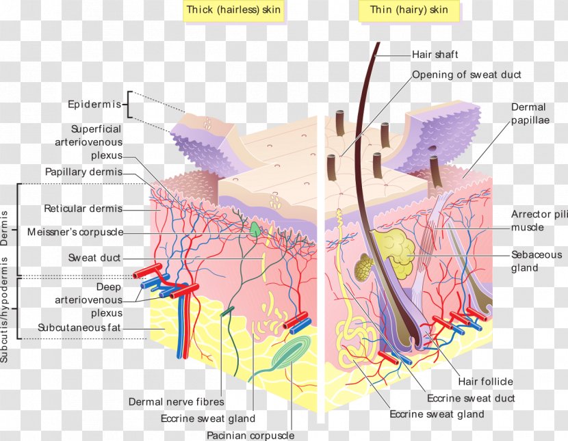 Human Skin Epidermis Subcutaneous Tissue - Frame Transparent PNG