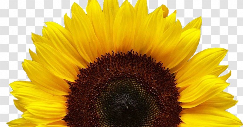Common Sunflower Clip Art Image Seed - Yellow - Triple H Transparent PNG