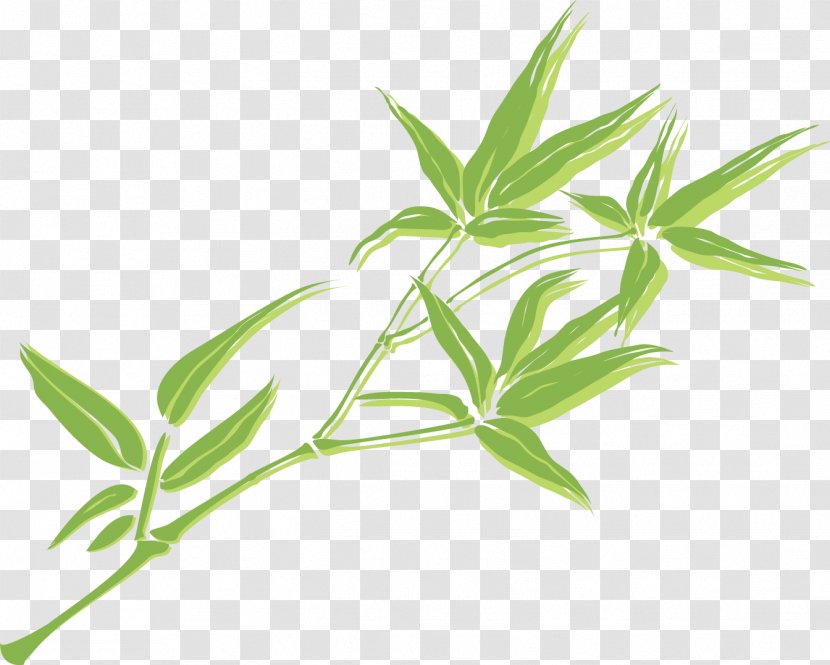 Graphic Design CorelDRAW - Herbalism Transparent PNG