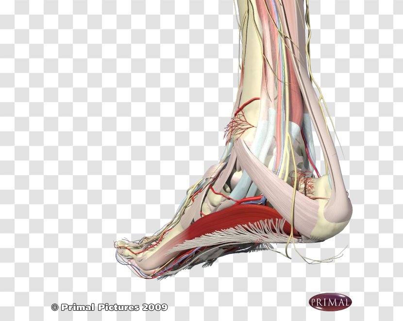 Heel Podalgia Arches Of The Foot Plantar Fasciitis - Flower - Frame Transparent PNG