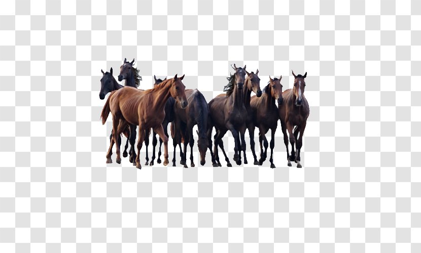 Andalusian Horse Colt Pony Stallion - Filly - Herd Of Horses Transparent PNG