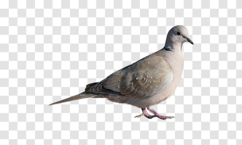 Homing Pigeon Stock Dove Bird Columbinae - Rock Transparent PNG