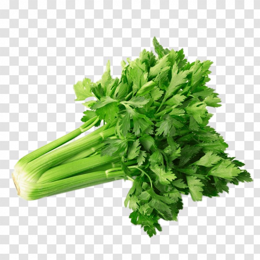 Celery Powder Vegetable Juice Organic Food - Coriander - Green And Fresh Transparent PNG