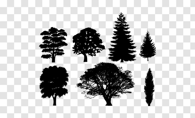 Tree Pine Clip Art - Fir Transparent PNG