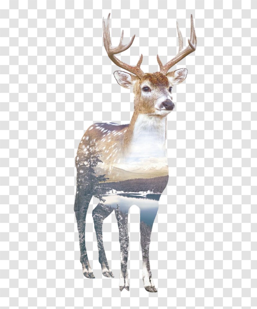 Deer Printing Printmaking Photography Drawing - Fauna Transparent PNG