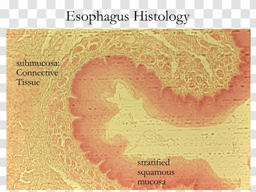 Esophagus Stratified Squamous Epithelium Simple Columnar Histology - Watercolor Transparent PNG